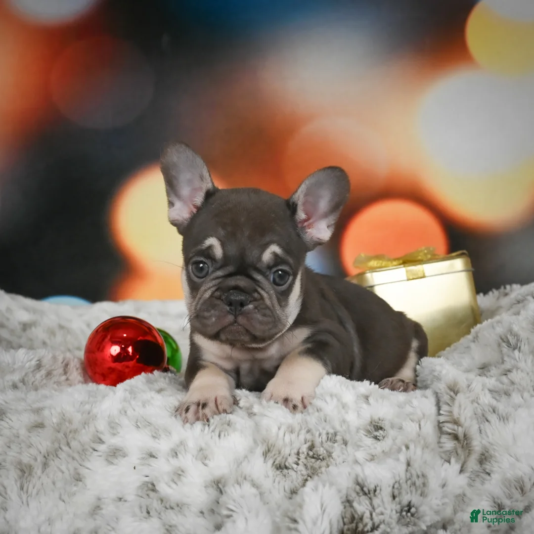 French Bulldog dogs for sale: Crystal - Ad 2