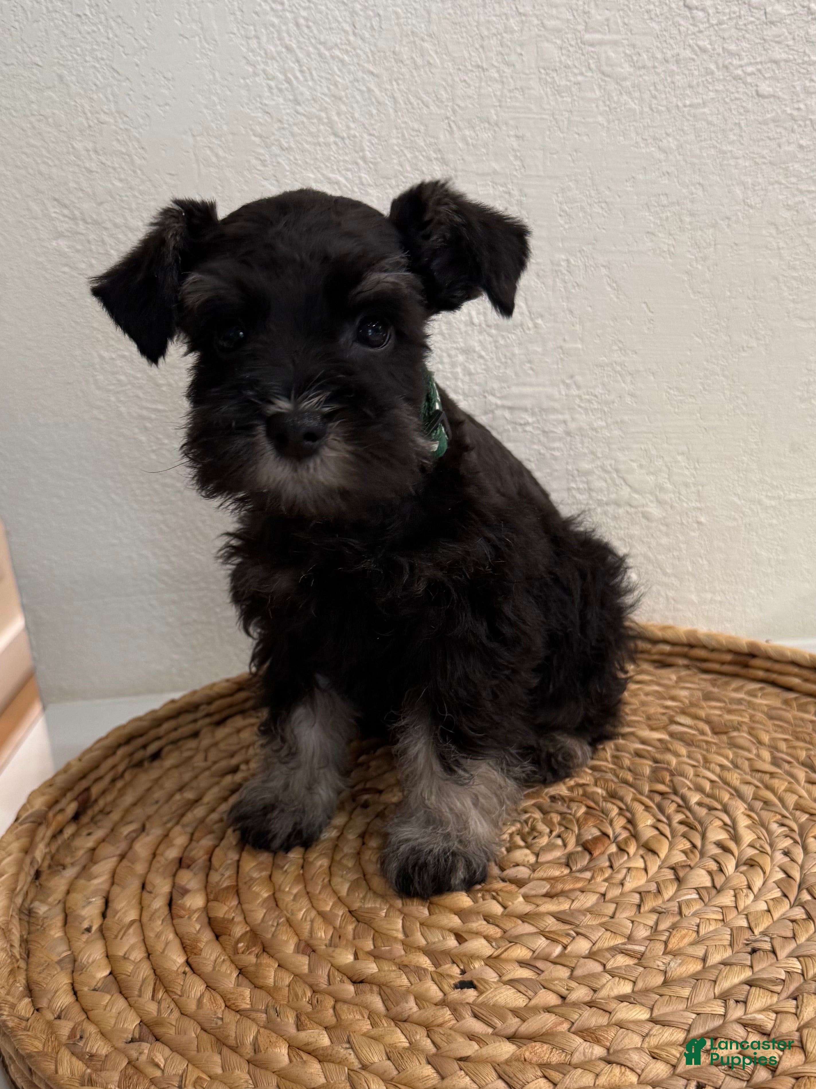 Miniature Schnauzer dogs Buck - Ad 11