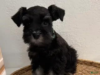 Miniature Schnauzer dogs Buck - Ad 33