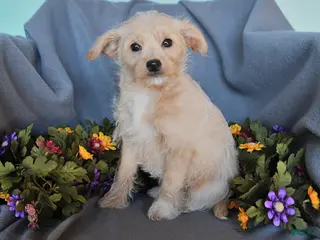 Pomapoo dogs for sale: Beauty - Ad 3