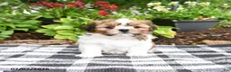 Shih Tzu dogs for sale: Betty  - Ad 4