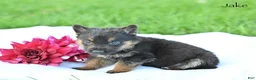 German Shepherd dogs for sale: Jake - Ad 3