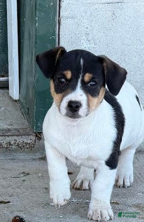 Jack Russell Terrier dogs James - Ad 16