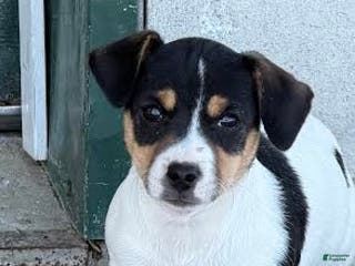 Jack Russell Terrier dogs James - Ad 27