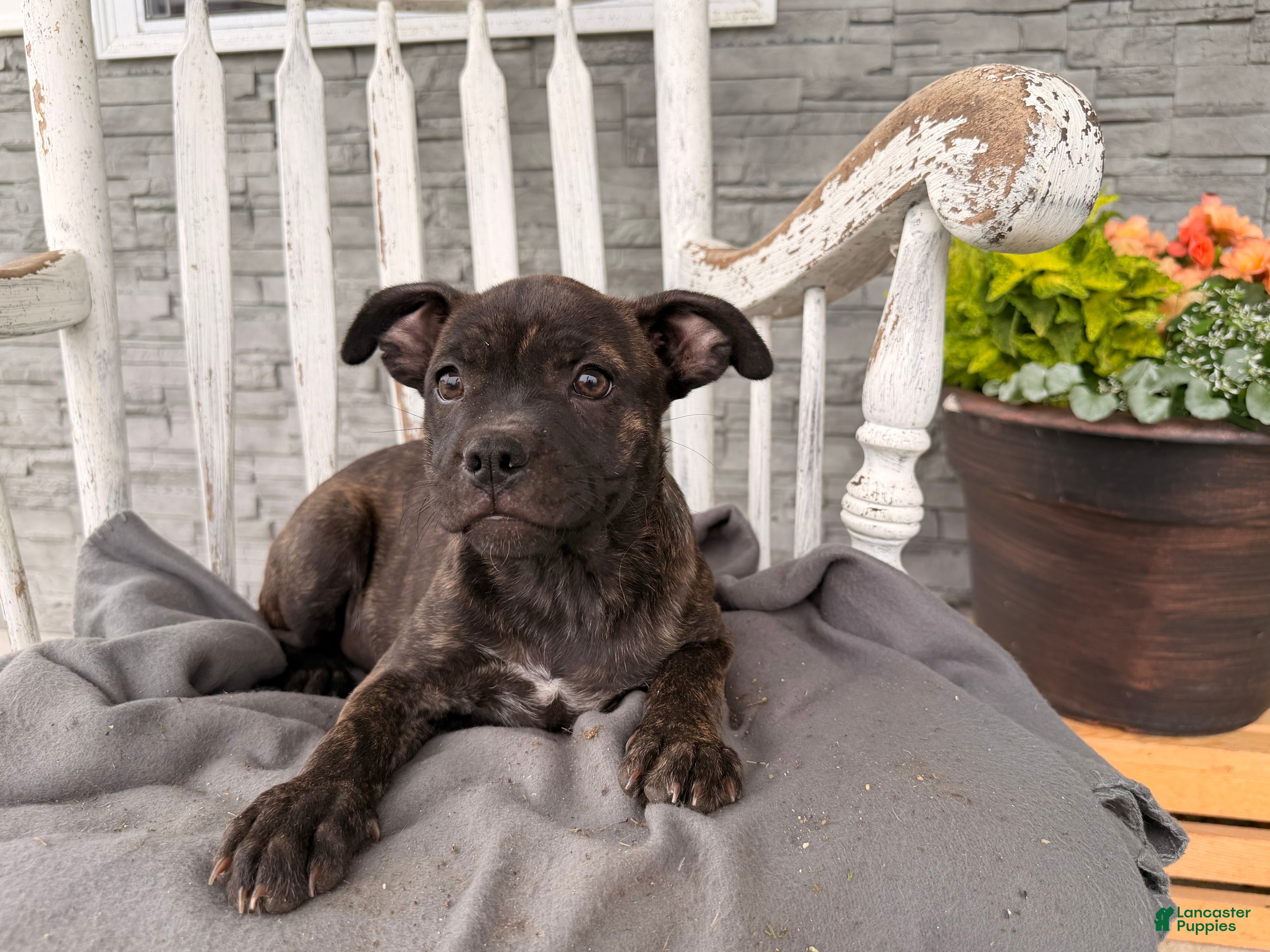 Mixed Breed dogs Windsong - Ad 1