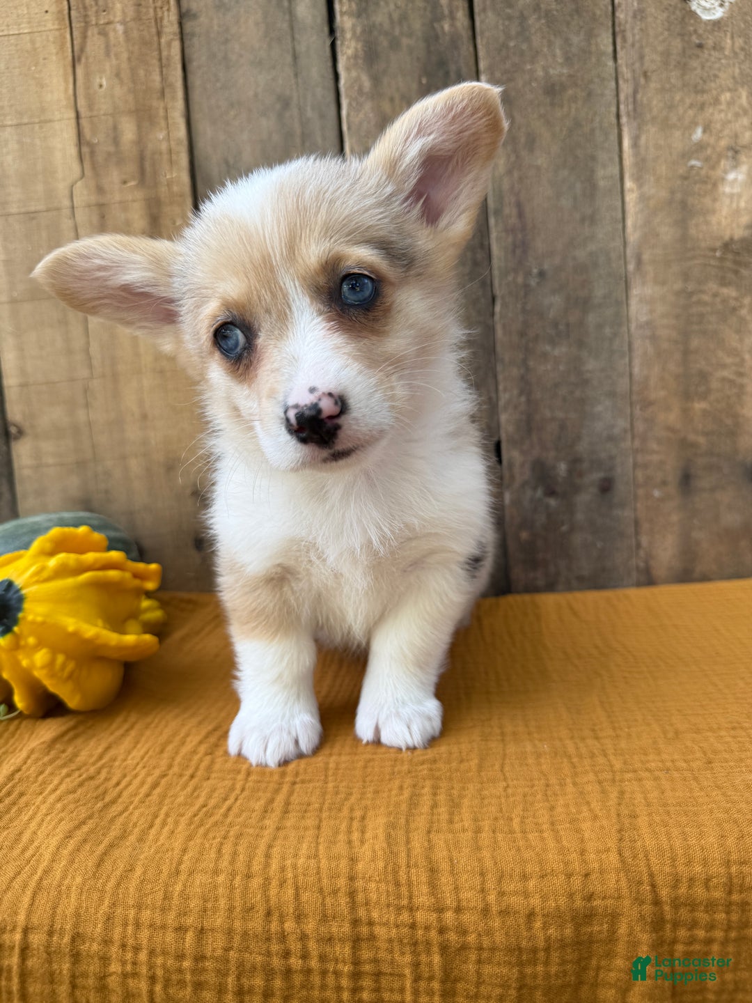 Welsh Corgi Pembroke dogs for sale: Jade - Ad 1