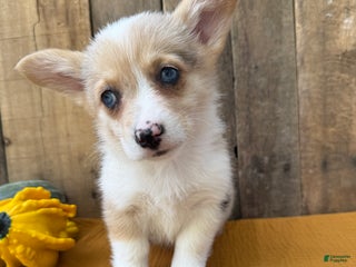 Welsh Corgi Pembroke dogs Jade - Ad 27