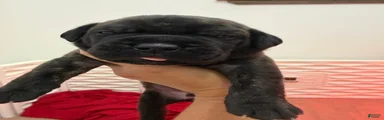 Black Brindle - Lucky