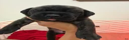 Cane Corso dogs for sale: Black Brindle - Lucky - Ad 1