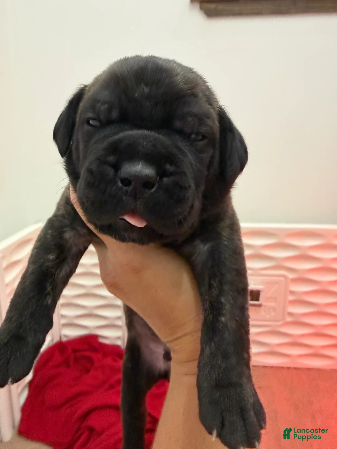 Cane Corso dogs for sale: Black Brindle - Lucky - Ad 1