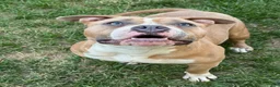 American Bully dogs for sale: sonya - Ad 3