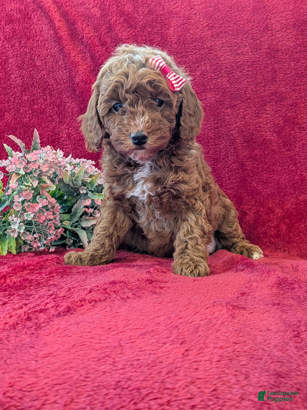 Miniature Poodle dogs for sale: Pixie  - Ad 2