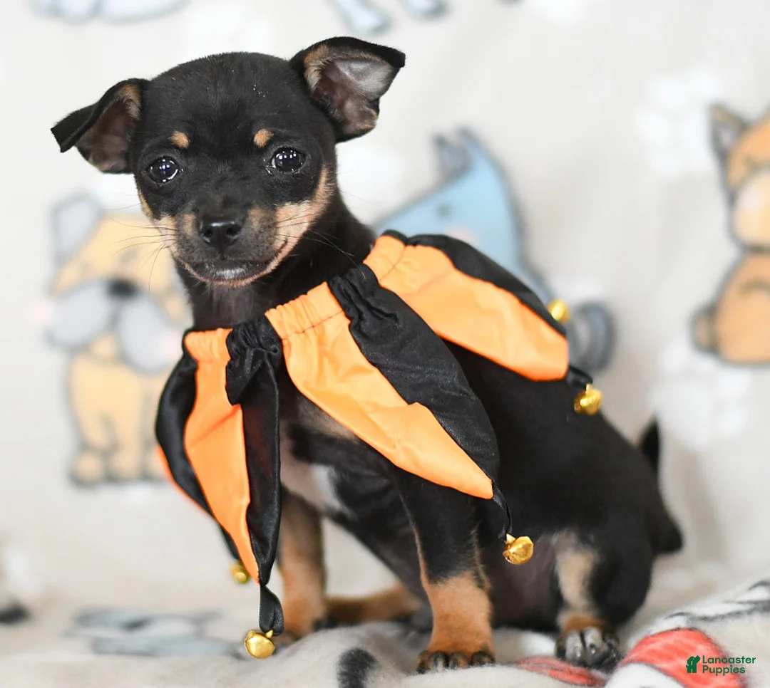 Gallery Image {{count}}