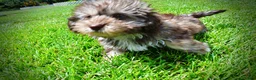 Havapoo dogs for sale: Fancy - Ad 13
