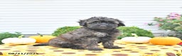 Shihpoo dogs for sale: Forrest  - Ad 1