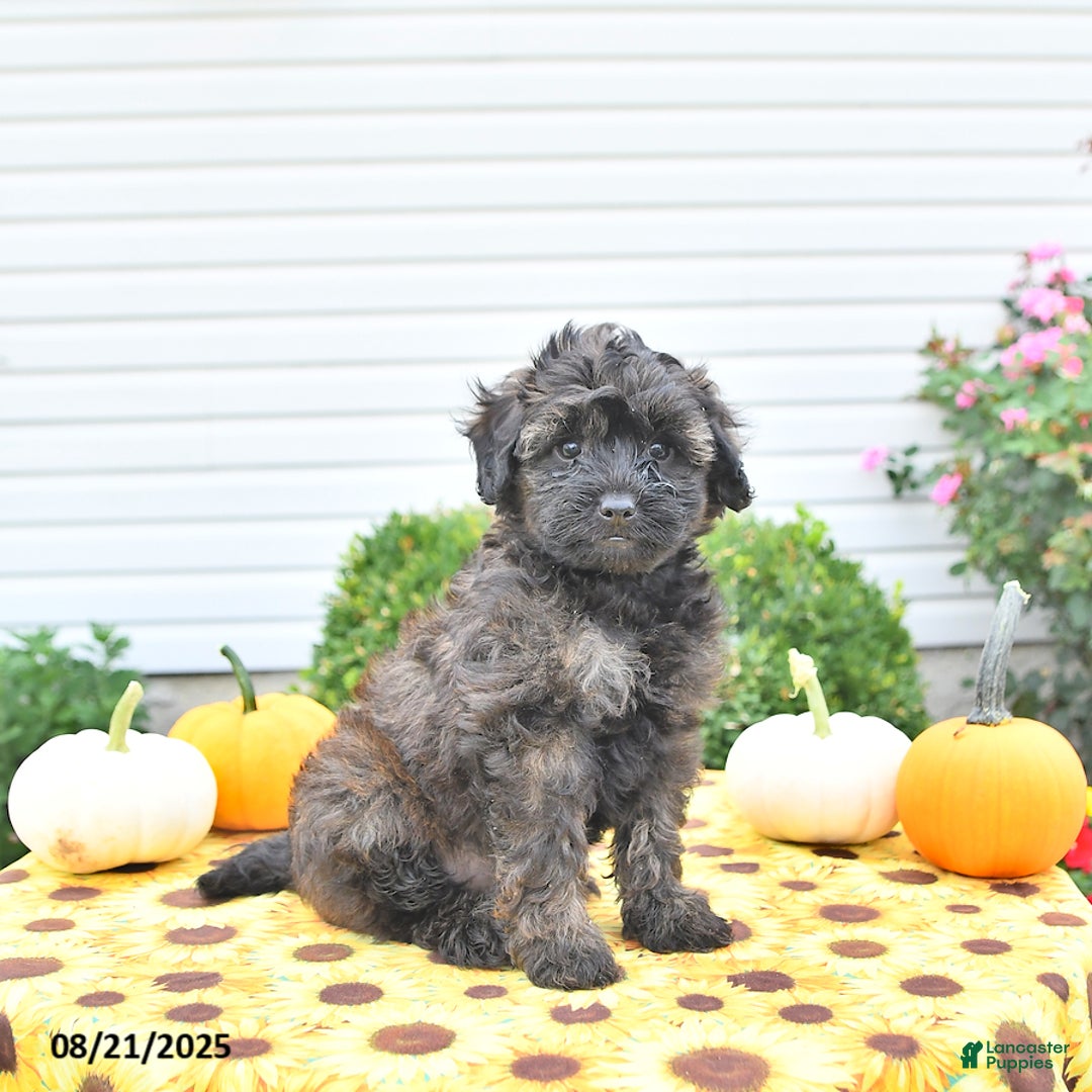 Shihpoo dogs for sale: Forrest  - Ad 1