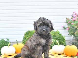 Shihpoo dogs Forrest - Ad 38