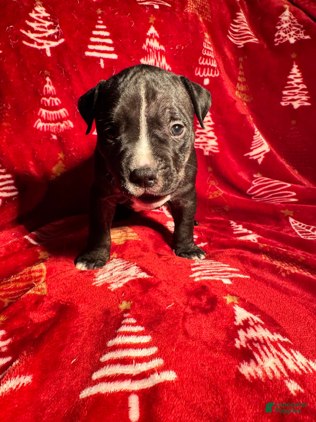 American Bully dogs for sale: American Bully Puppy 2 - Ad 4