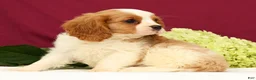 Cavalier King Charles Spaniel dogs for sale: Teddy - Ad 3
