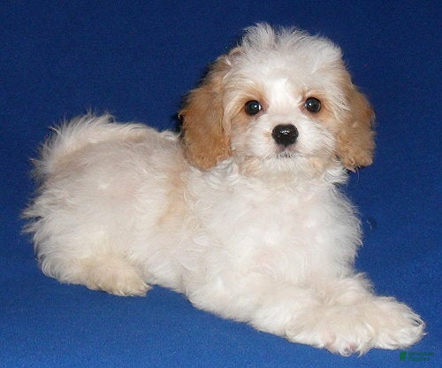 Cockapoo dogs Darby - Ad 1