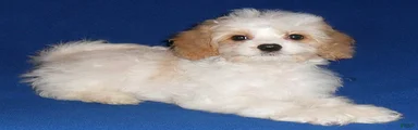 Darby