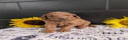 Mini Goldendoodle dogs for sale: Mini-Marlo - Ad 7