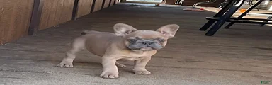 French Bulldog Puppy 2