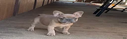 French Bulldog dogs for sale: French Bulldog Puppy 2 - Ad 1