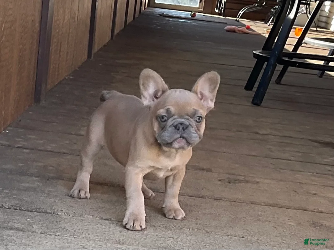 French Bulldog dogs for sale: French Bulldog Puppy 2 - Ad 1