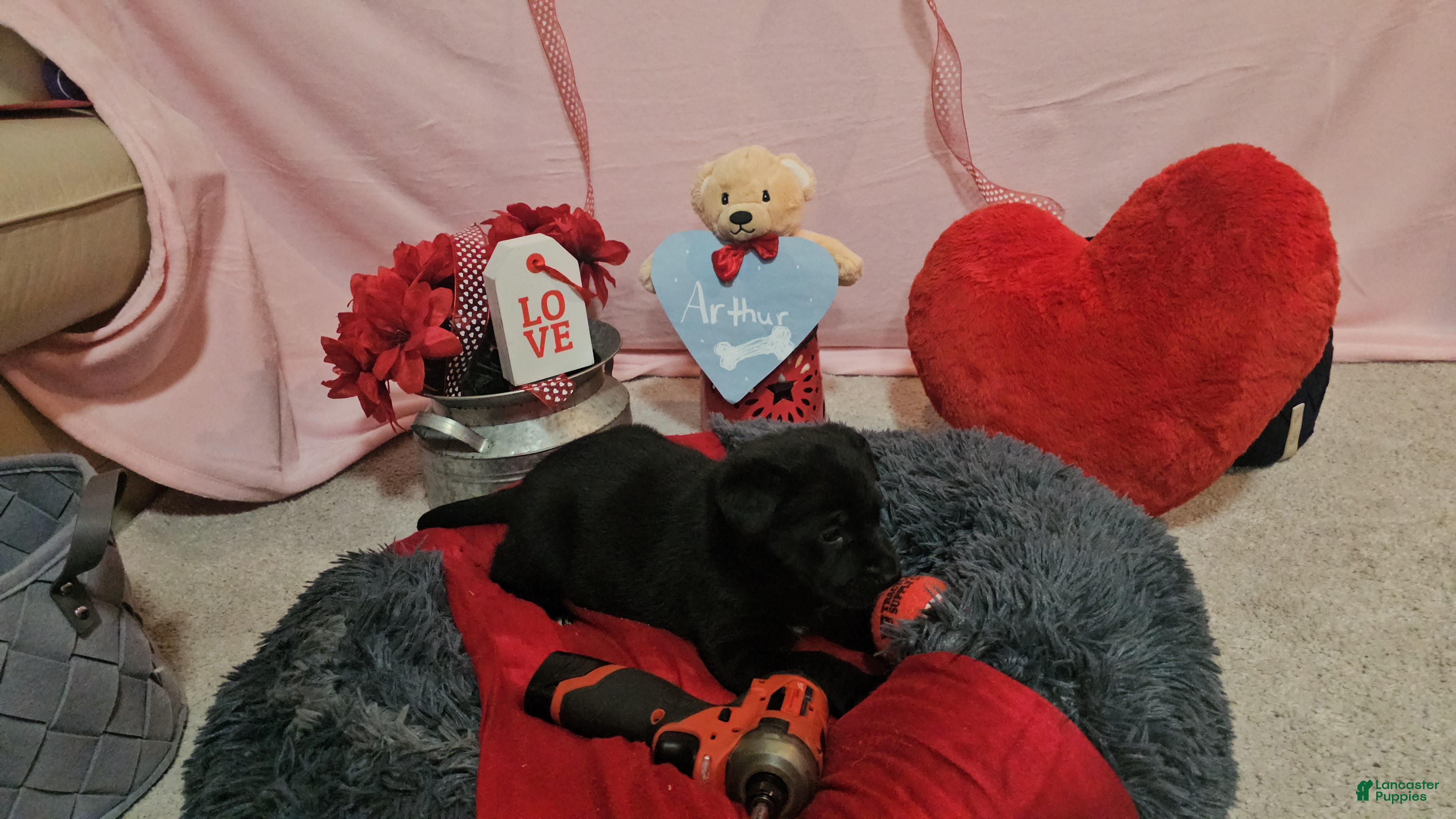 Mixed Breed dogs for sale: Arthur - Ad 3