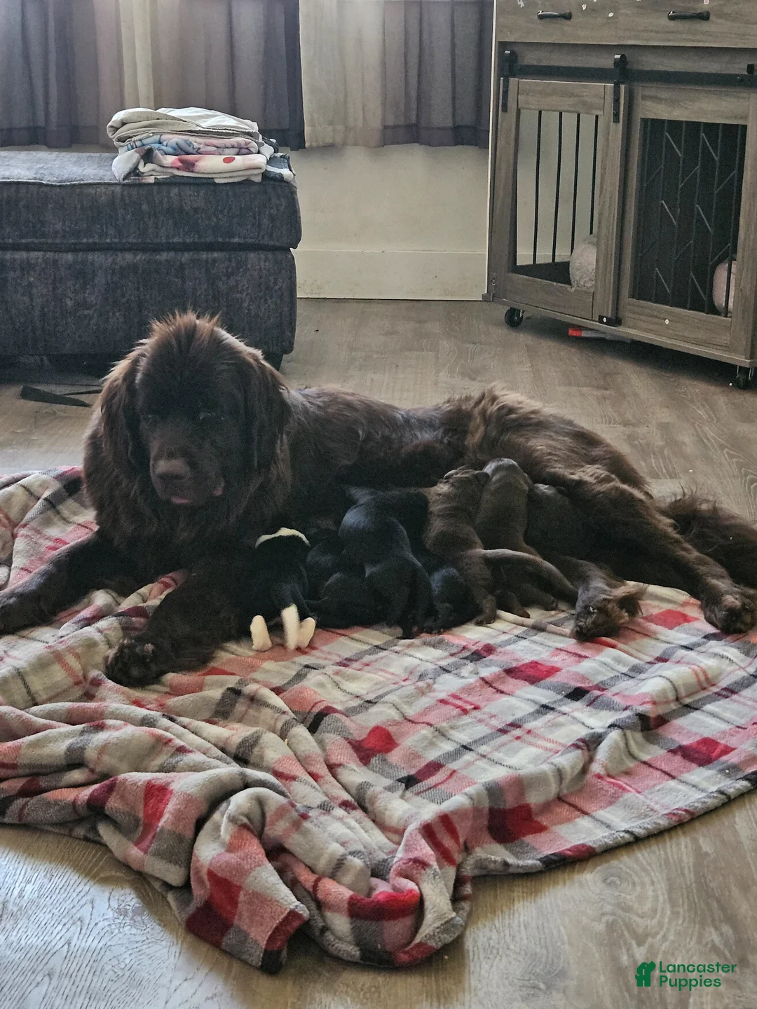 Newfoundland dogs for sale: Newfoundland Puppy 5 - Ad 7