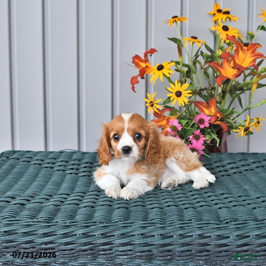 Cavalier King Charles Spaniel dogs Oscar - Ad 2