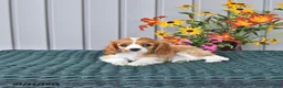 Cavalier King Charles Spaniel dogs for sale: Oscar - Ad 2