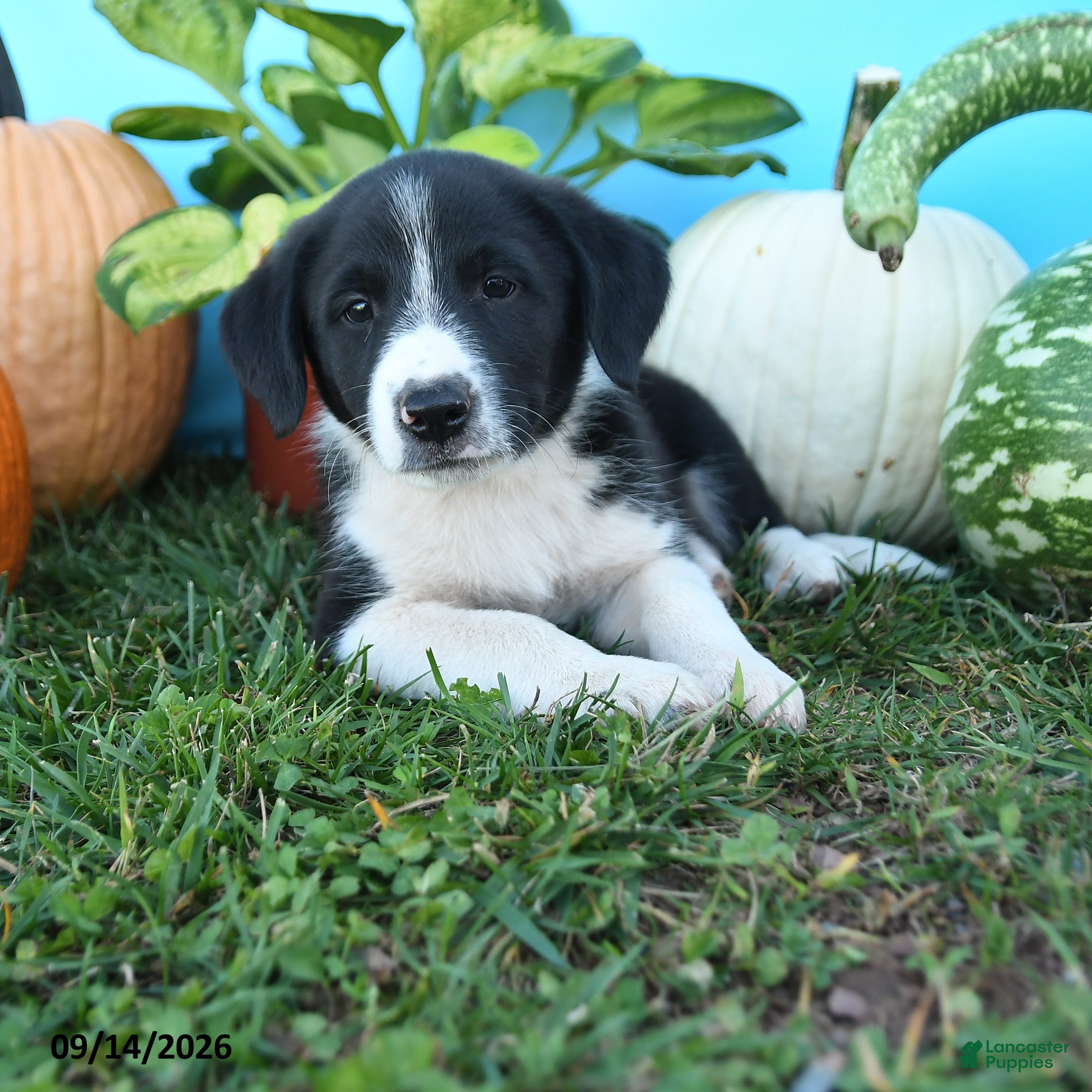 Mixed Breed dogs Rowdy - Ad 1