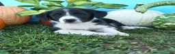 Mixed Breed dogs for sale: Rowdy - Ad 1