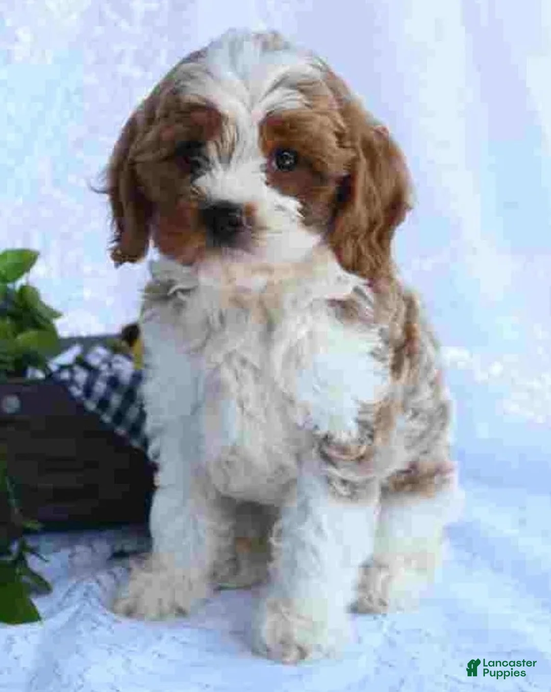 Cavapoo dogs for sale: Cavapoo 3 - Ad 2
