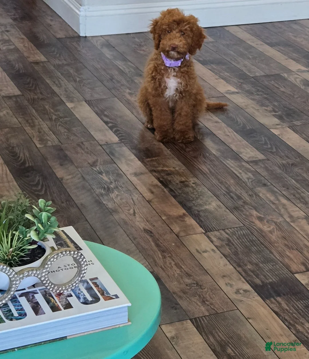Goldendoodle dogs for sale: Piper - Ad 1