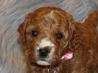 Mini Goldendoodle dogs Willow 🌷 Genetic Clear Parents - Ad 9