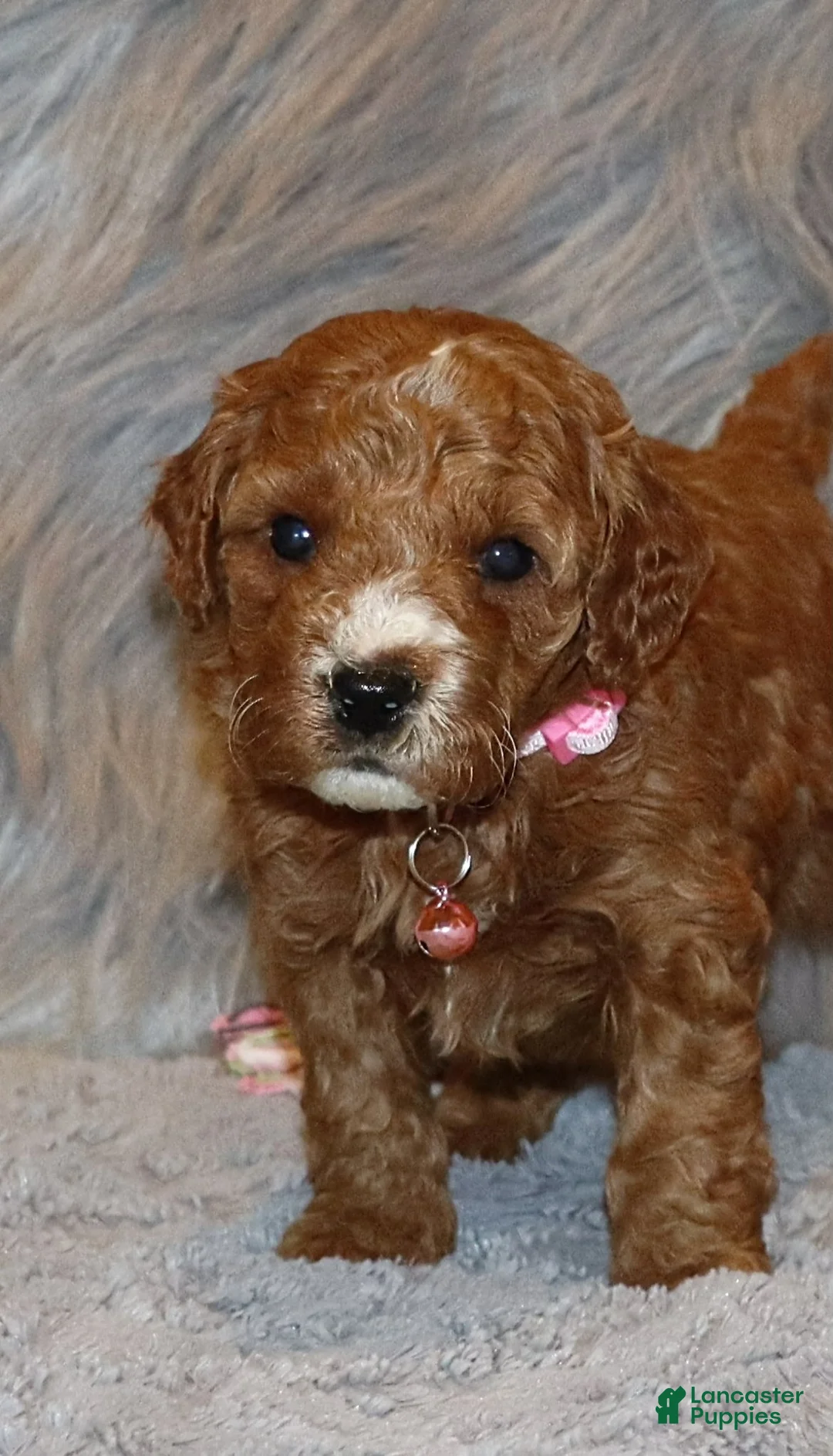 Mini Goldendoodle dogs for sale: Willow 🌷 Genetic Clear Parents - Ad 4