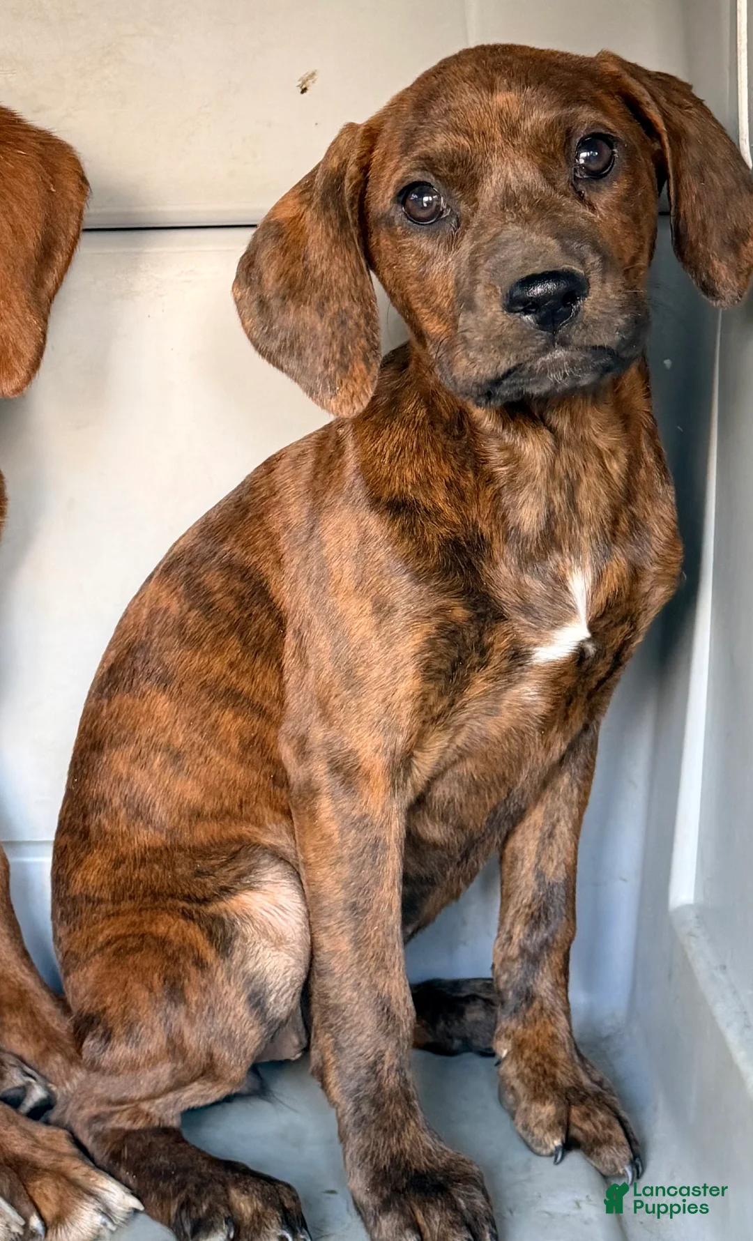 Mixed Breed dogs for sale: Betsy  - Ad 1