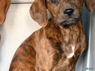 Mixed Breed dogs Betsy - Ad 37