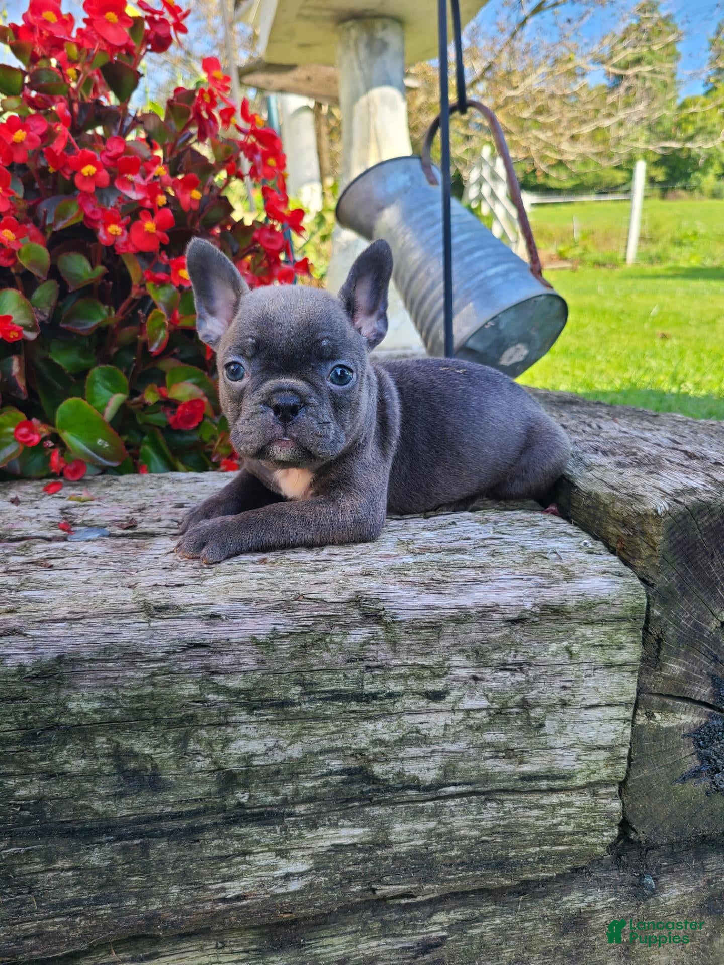 Frenchton dogs Maggie - Ad 1