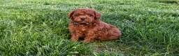 Miniature Poodle dogs for sale: Dustin 💕🐶 - Ad 11