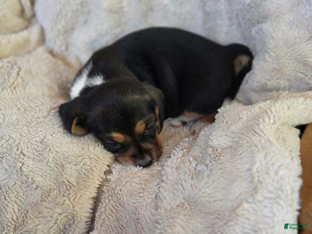Puggle dogs for sale: Sissy - Ad 6