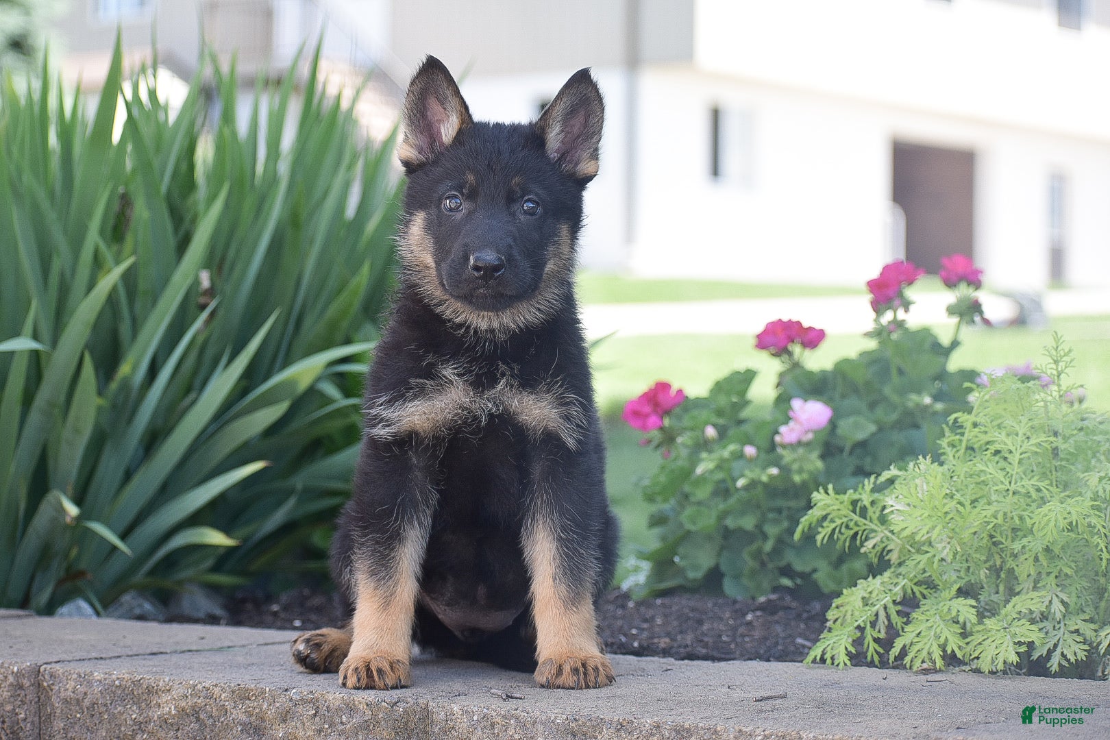 German Shepherd dogs Callie - Ad 2