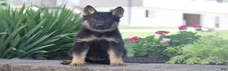 German Shepherd dogs for sale: Callie - Ad 2