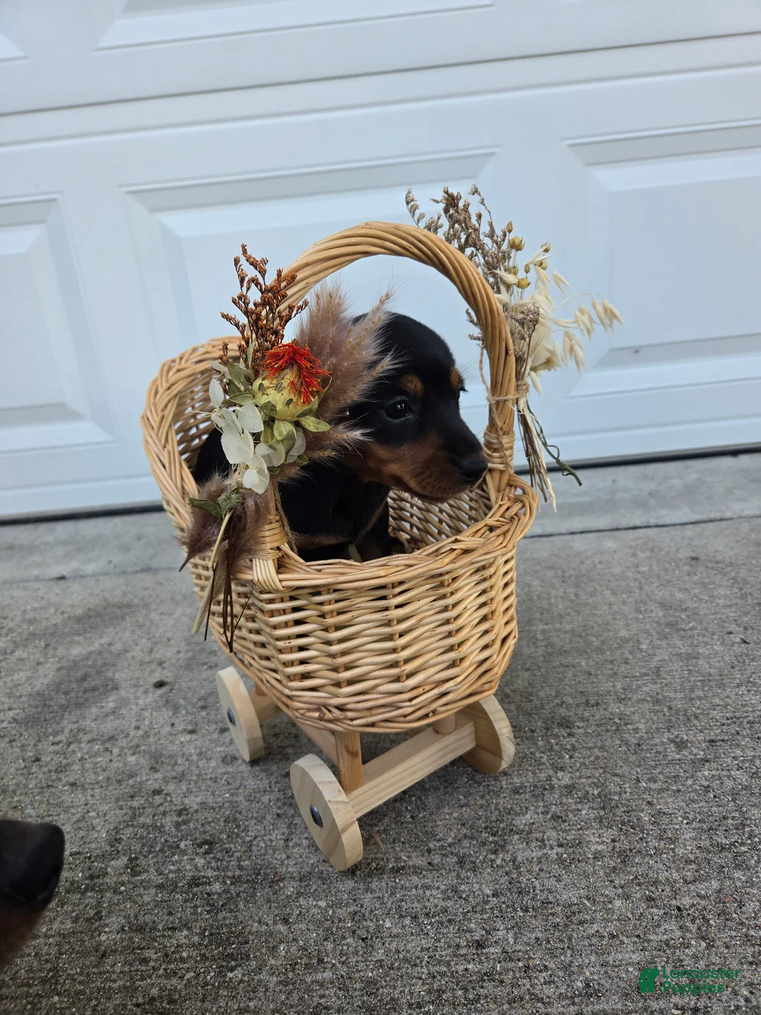 Dachshund dogs for sale: Hazel - Ad 1