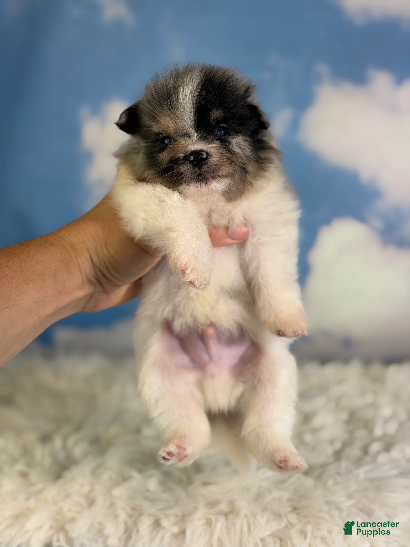 Pomeranian dogs ACA puzzle - Ad 1