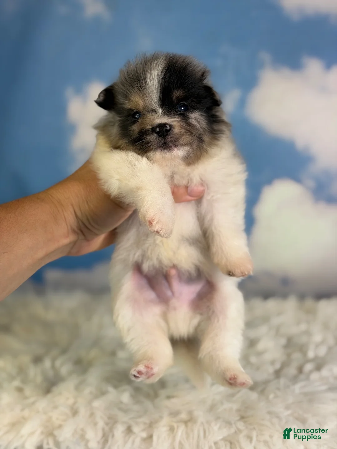 Pomeranian dogs for sale: ACA puzzle - Ad 1
