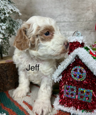 Toy Poodle dogs Jeff - Ad 33